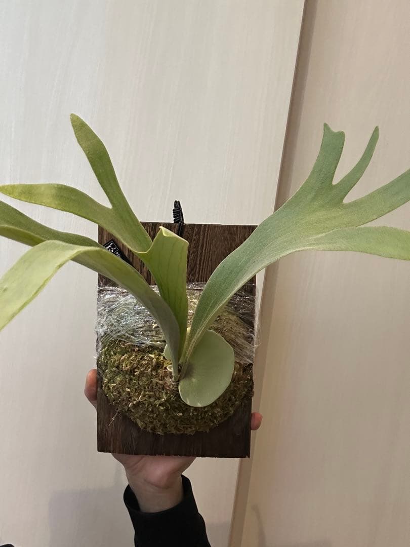 P.Elsa little crown mix スポア