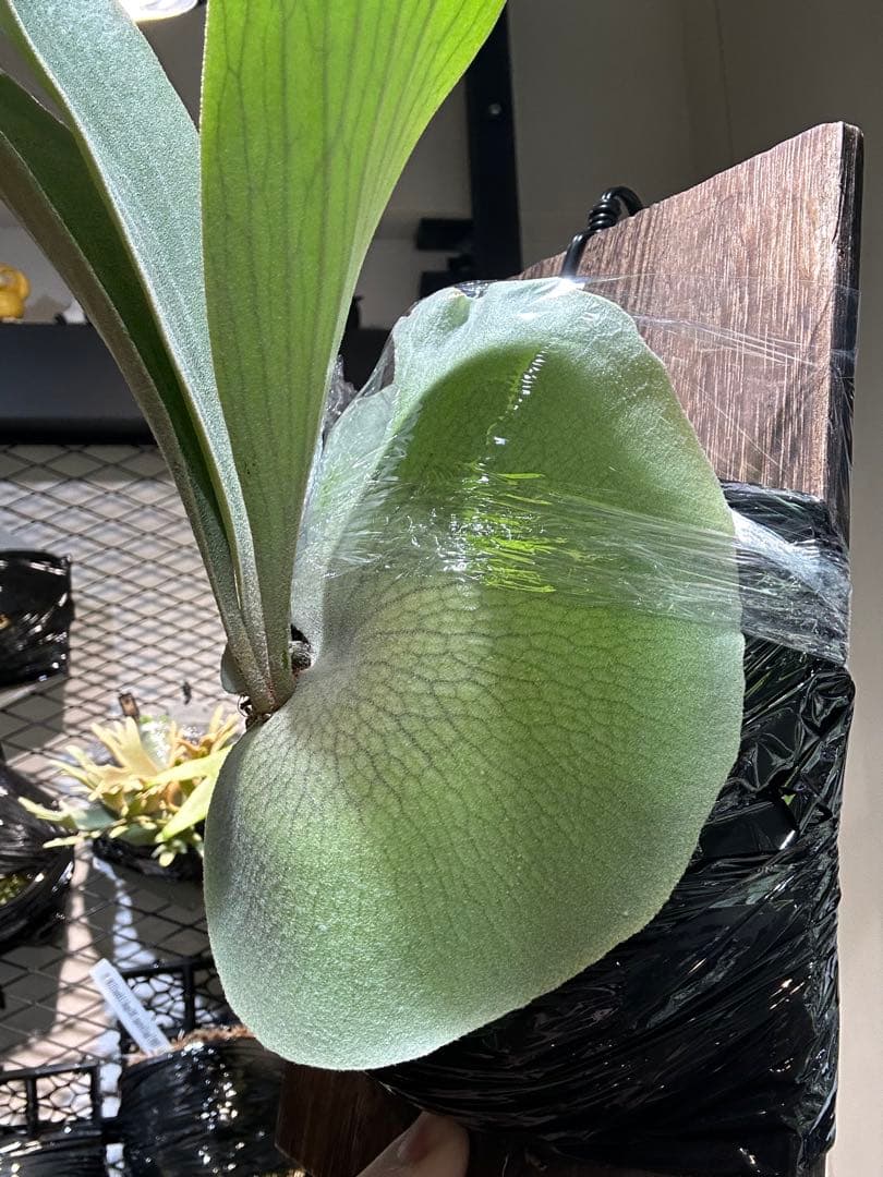 P.Elsa little crown mix スポア