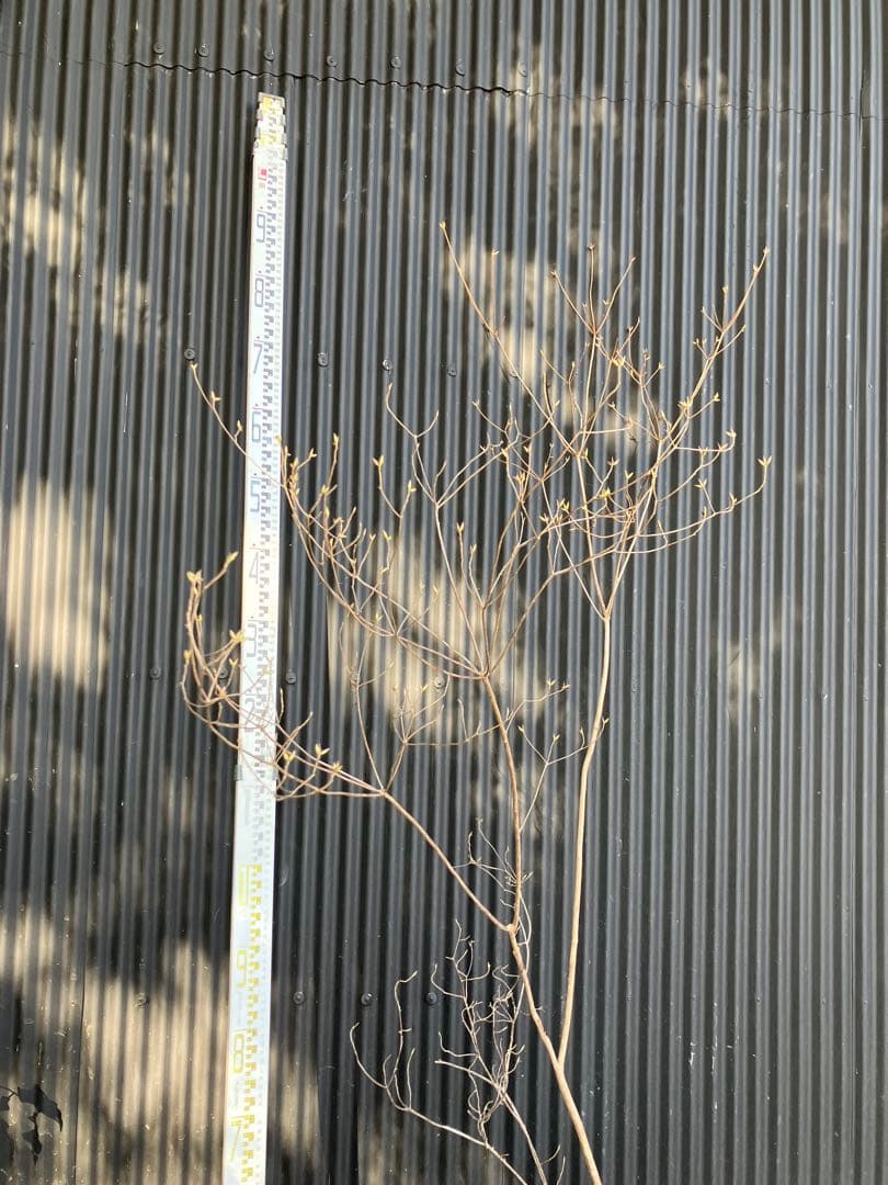 山採り　バイカツツジ