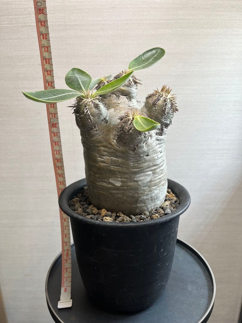 パキポディウム・グラキリス、エブレネウム、アンボンゲンセ (実生)