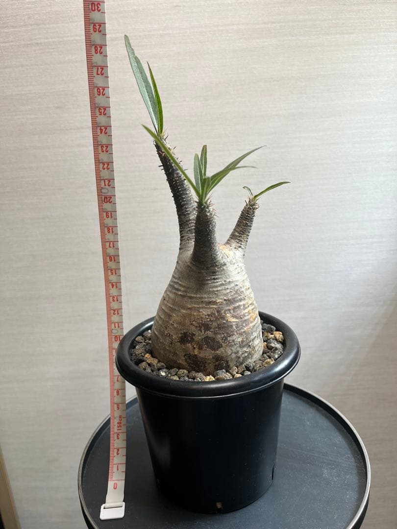 パキポディウム・グラキリス、エブレネウム、アンボンゲンセ (実生)