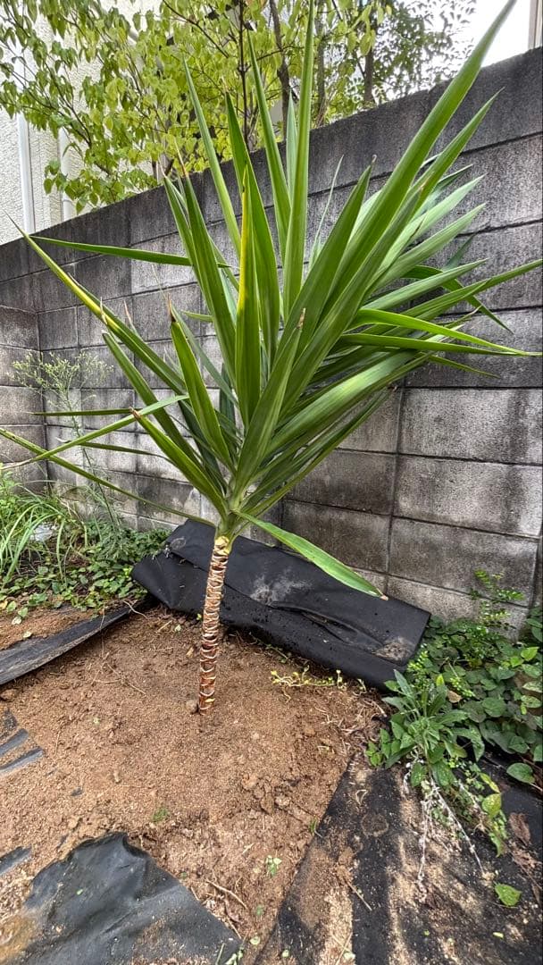 ユッカ 約1.5メートル