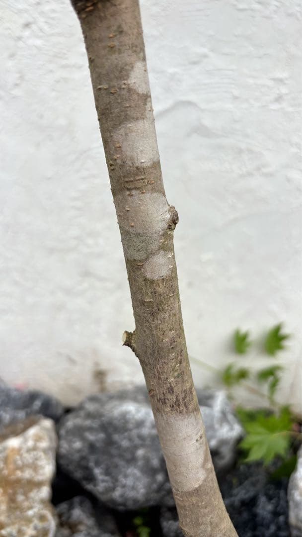 うめリクエスト商品　マルバノキ3.2M(鉢底から)