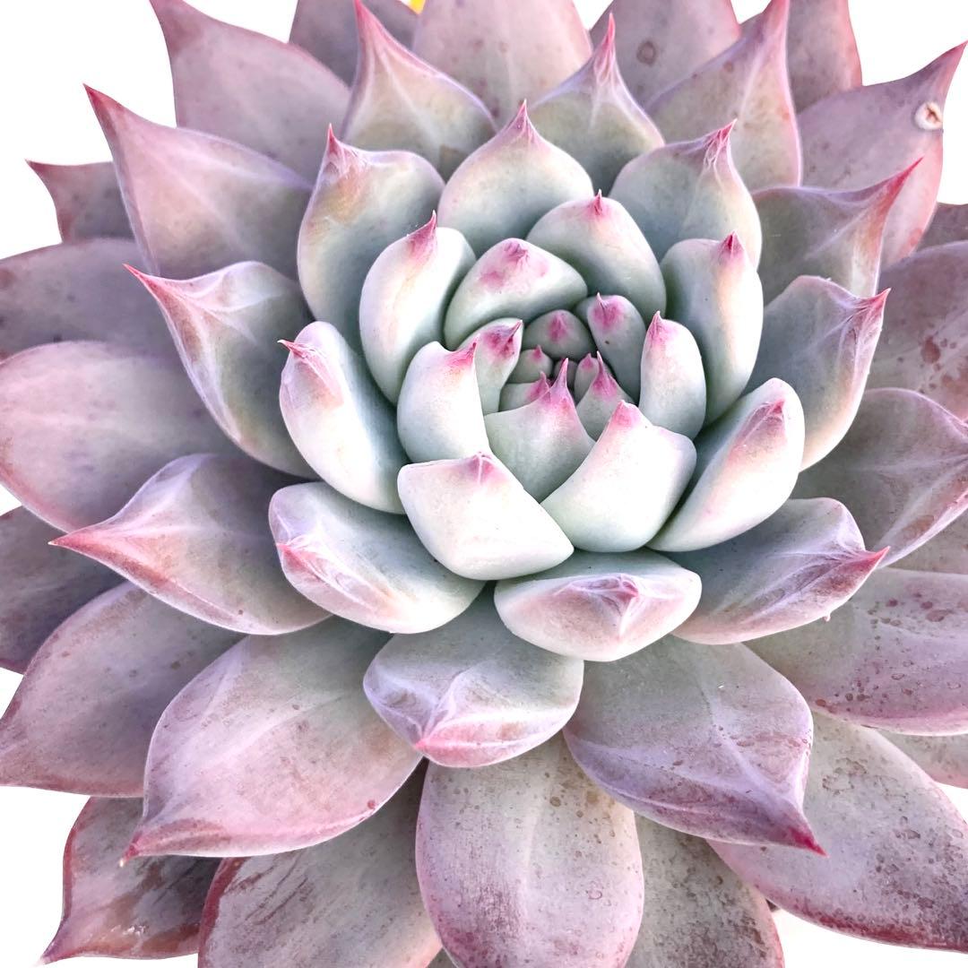 【極上苗】【札付き】 中里リンゼアナ 多肉植物 エケベリア 自家繁殖苗