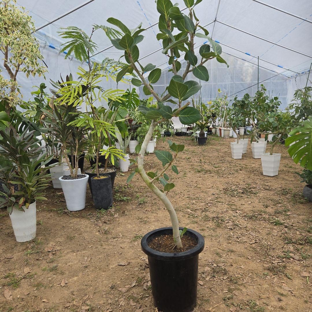 ⑯　フィカス　ベンガレンシ　8号曲がり仕立て「螺旋」特大苗木最高等級極上品‼️