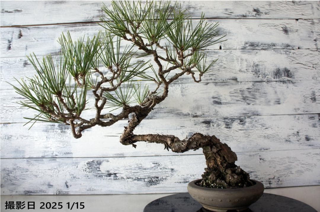 盆栽 『黒松』 和風 インテリア オブジェ 観葉植物 送料無料 b011