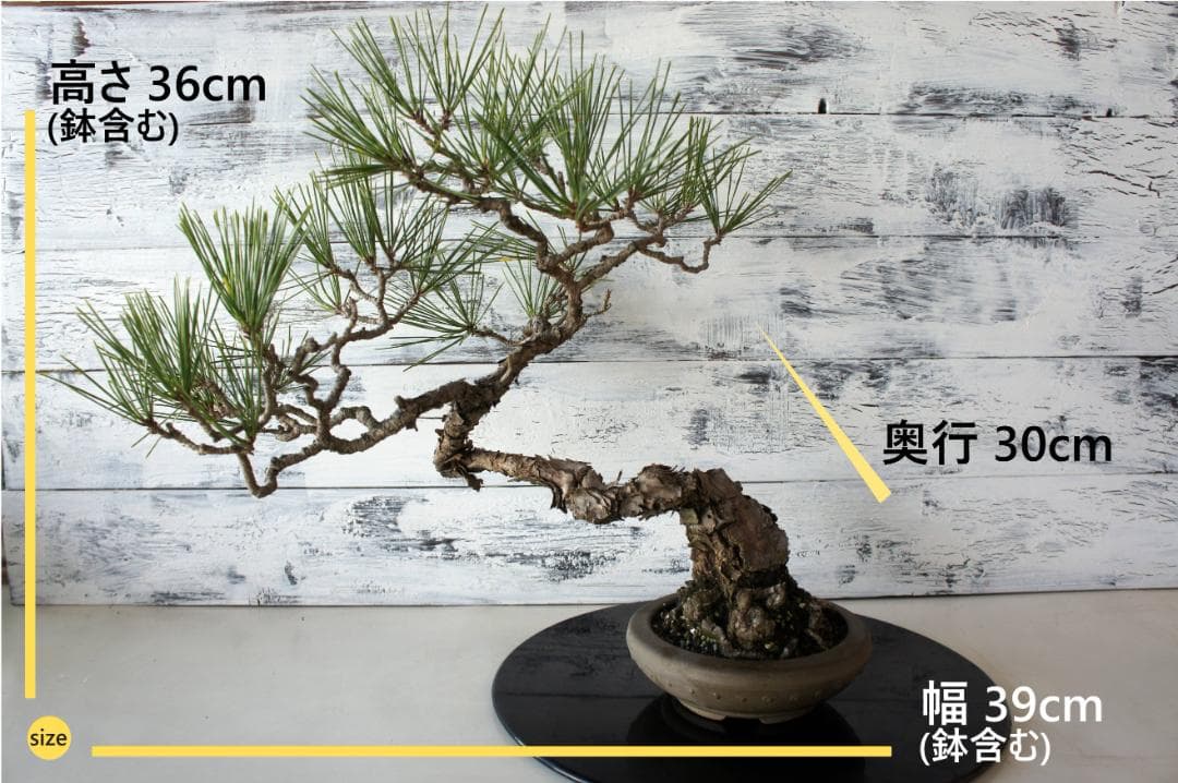 盆栽 『黒松』 和風 インテリア オブジェ 観葉植物 送料無料 b011