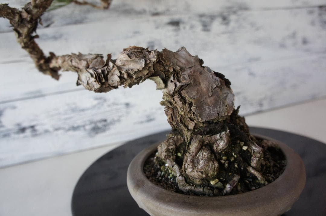 盆栽 『黒松』 和風 インテリア オブジェ 観葉植物 送料無料 b011