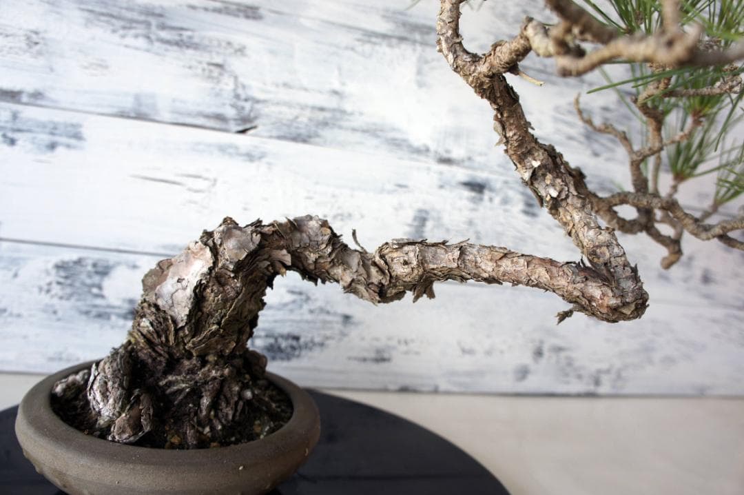 盆栽 『黒松』 和風 インテリア オブジェ 観葉植物 送料無料 b011