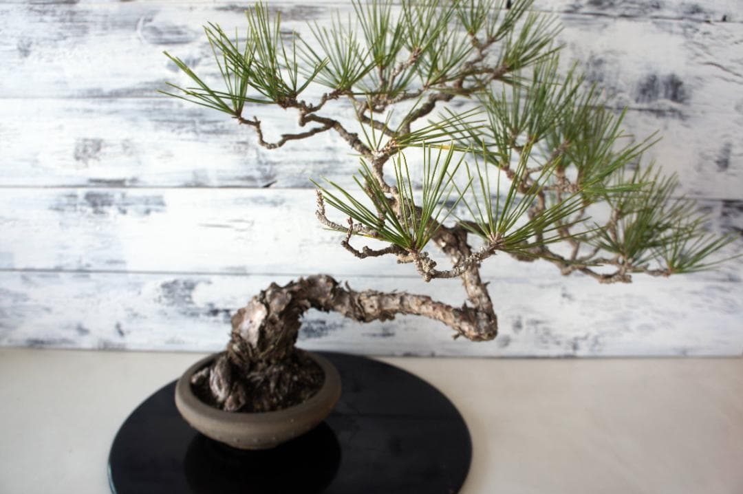 盆栽 『黒松』 和風 インテリア オブジェ 観葉植物 送料無料 b011