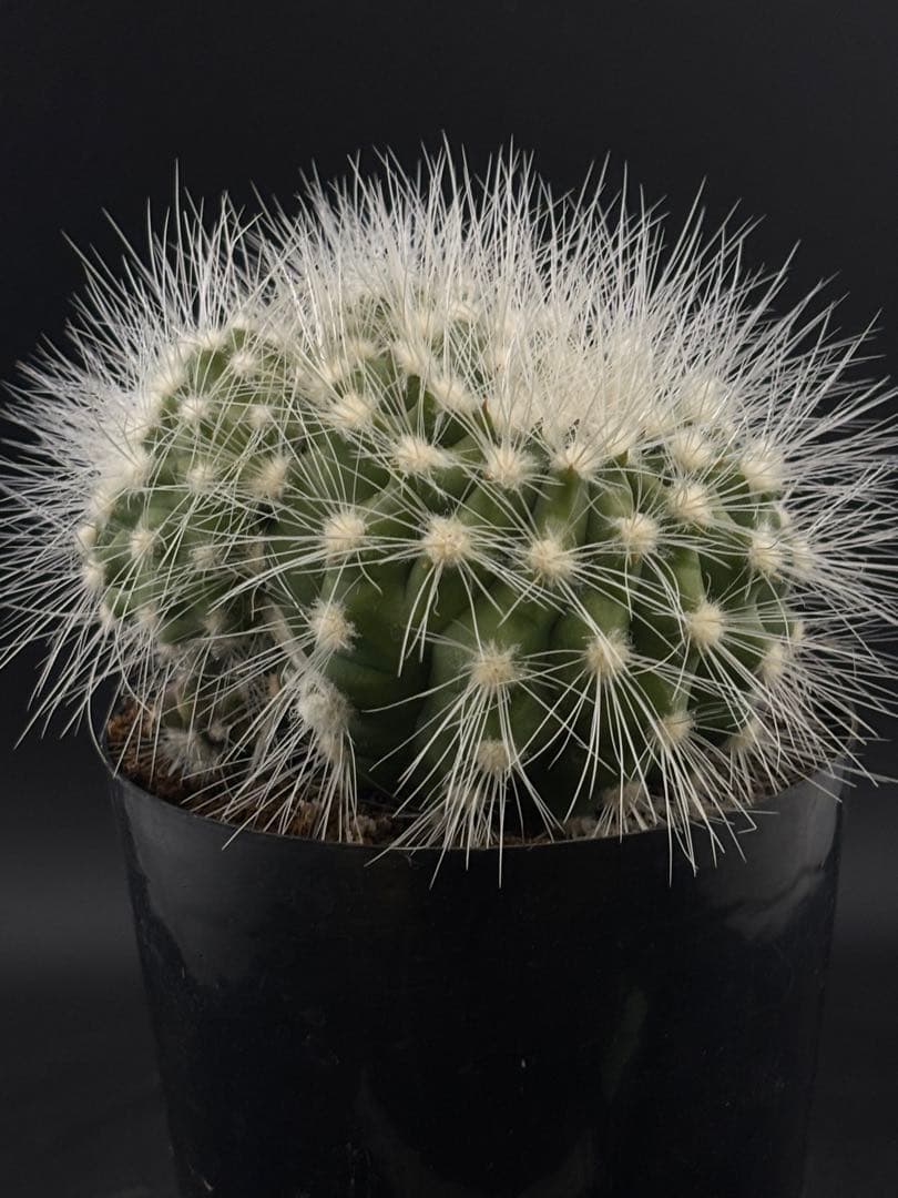 コピアポア　雷血丸　カキコ　台付