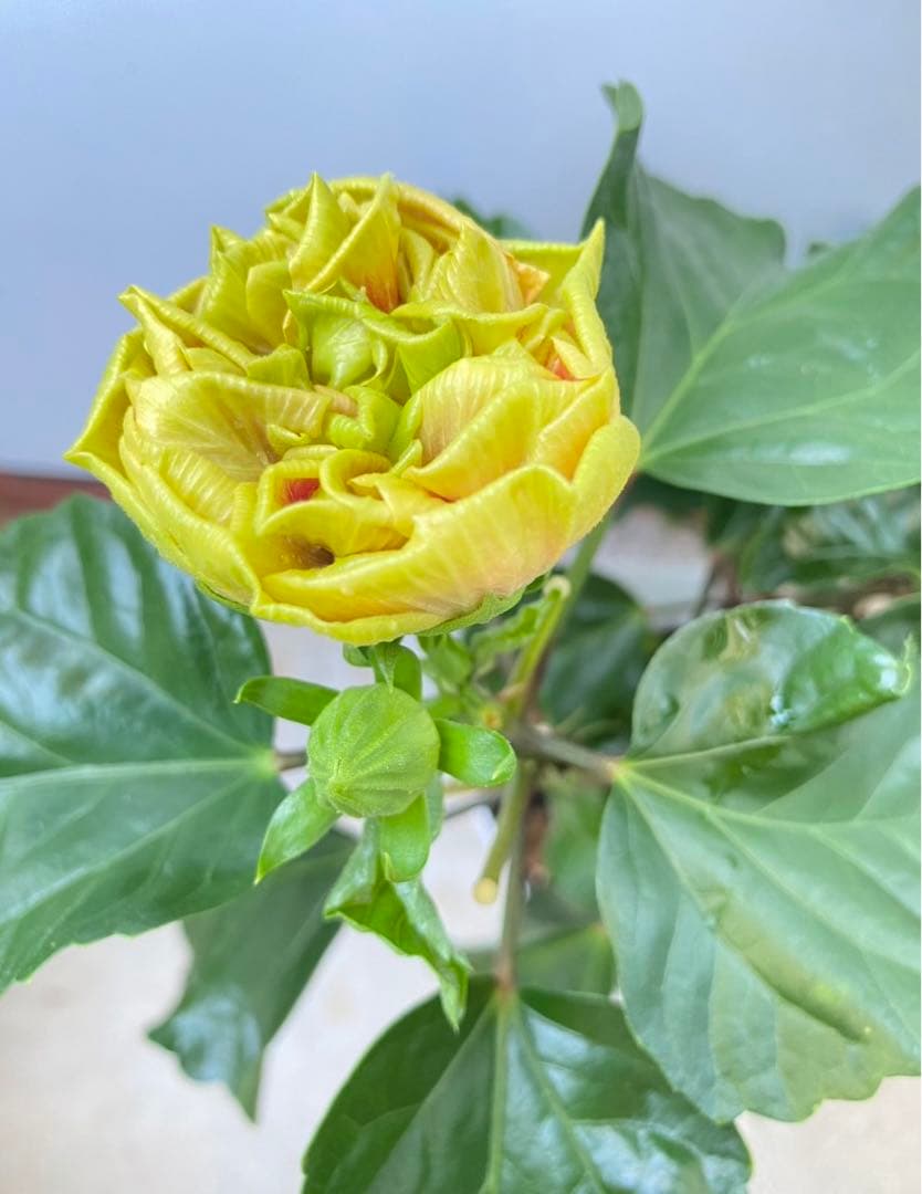 椿様ご確認用〜ハイビスカス　ビーチボール〜