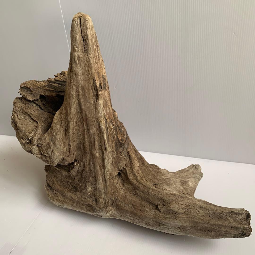 アク抜き済み流木　No.161 超レア型