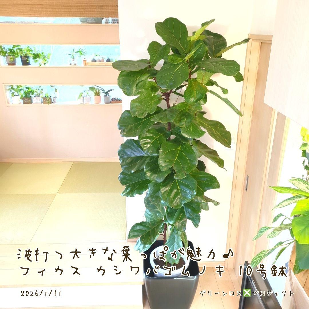 【Jonald ⚠追加有り❗️】フィカスカシワバゴムノキ10号鉢②