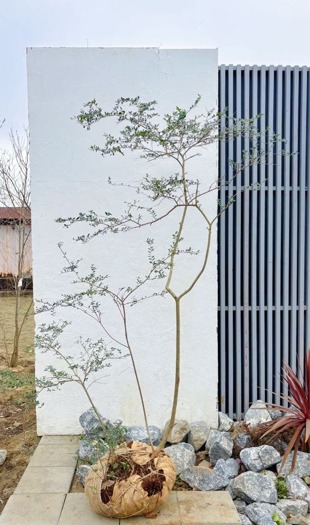 超美形。山採りツゲ(柘植)株立ち2.3M(鉢底から)