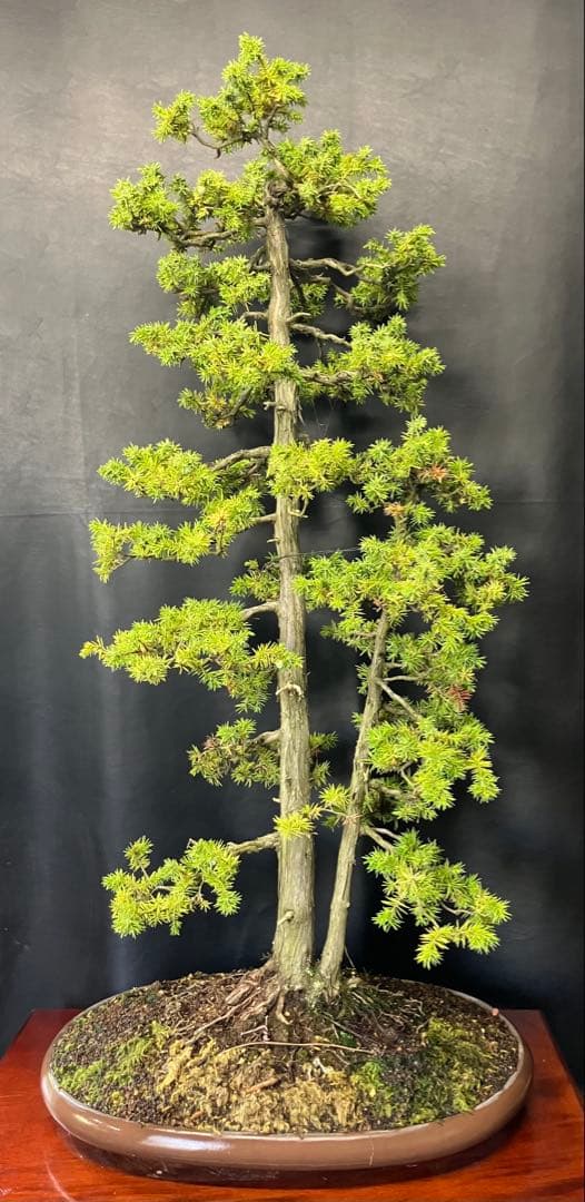 杜松 盆栽