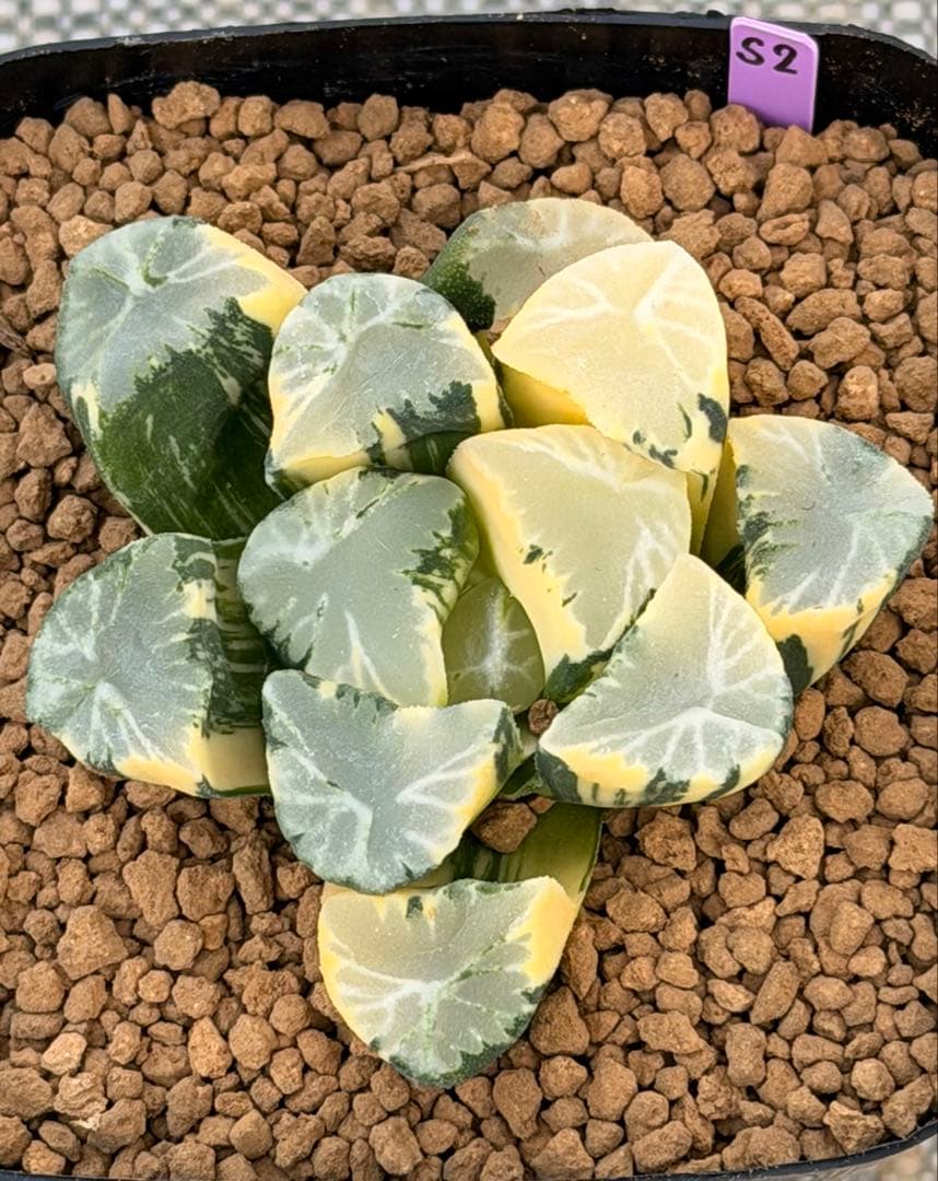 ハオルチア　万象錦　覇王　極上斑