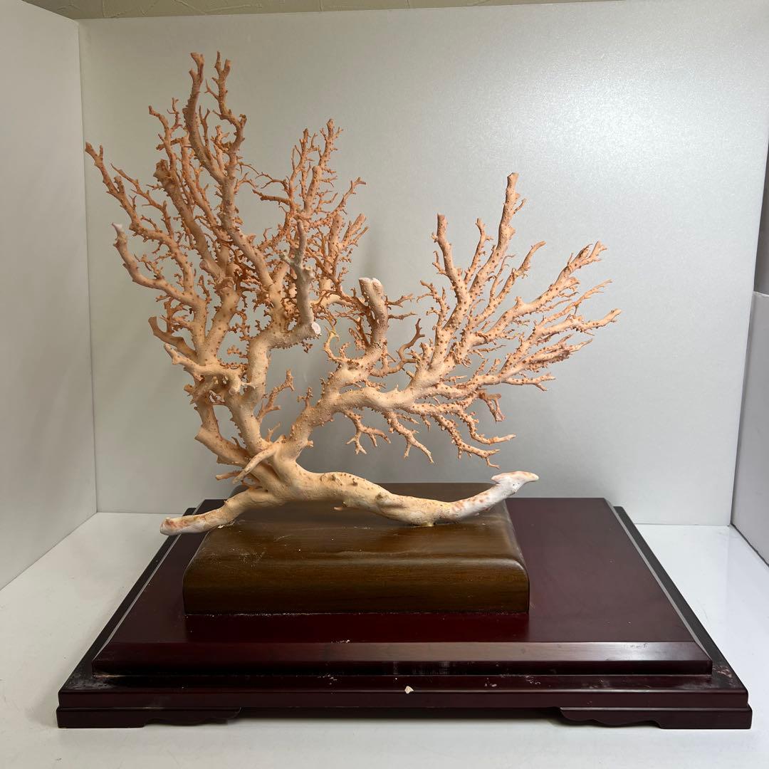 本桃色珊瑚　超特大原木　ガラスケース付　東Y8-0105☆2Fタサオ