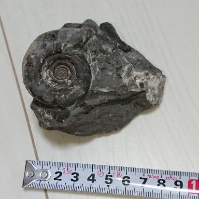 希少 アンモナイト 化石 入手困難 本物