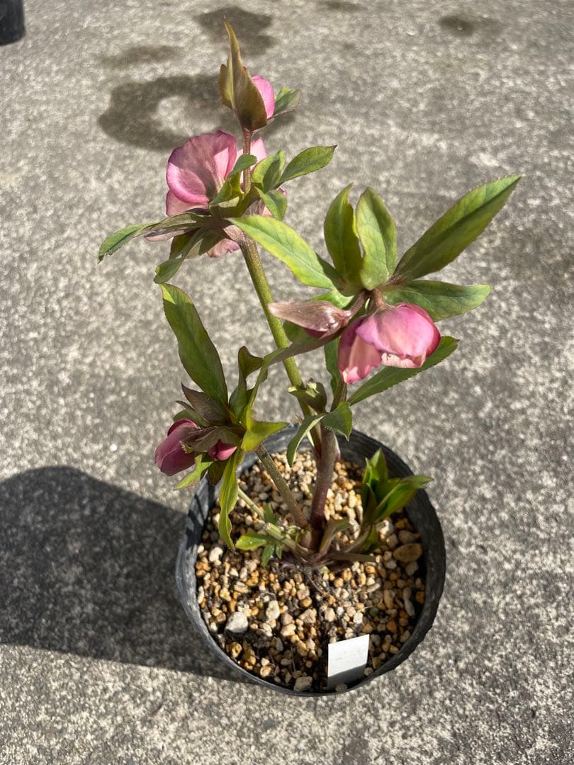 加藤農園 セミダブル 同梱可能