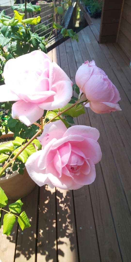 ピンクのバラの苗 上品で芳香