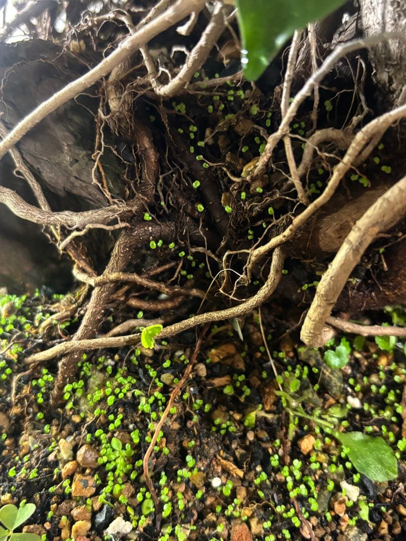 ガジュマル 大株　高さ約40cm 11年育成 岩付き　引き取り歓迎