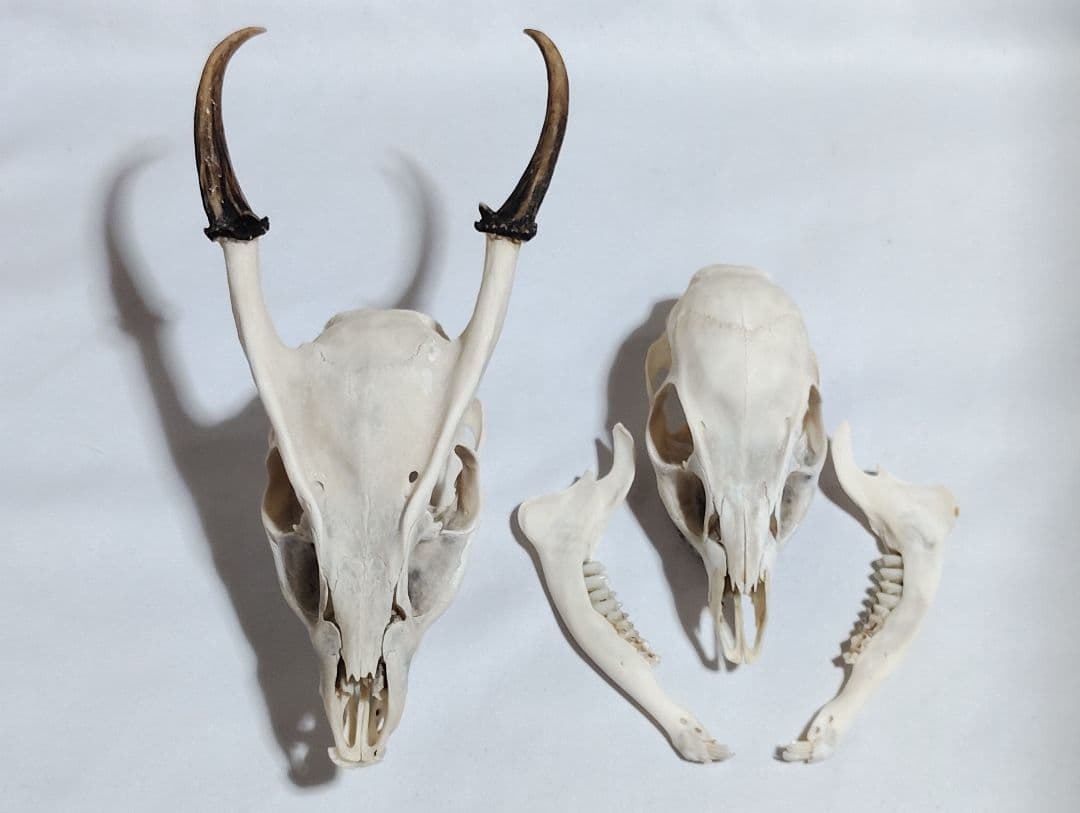 キョン(Muntiacus reevesi)　頭骨　オスメスセット