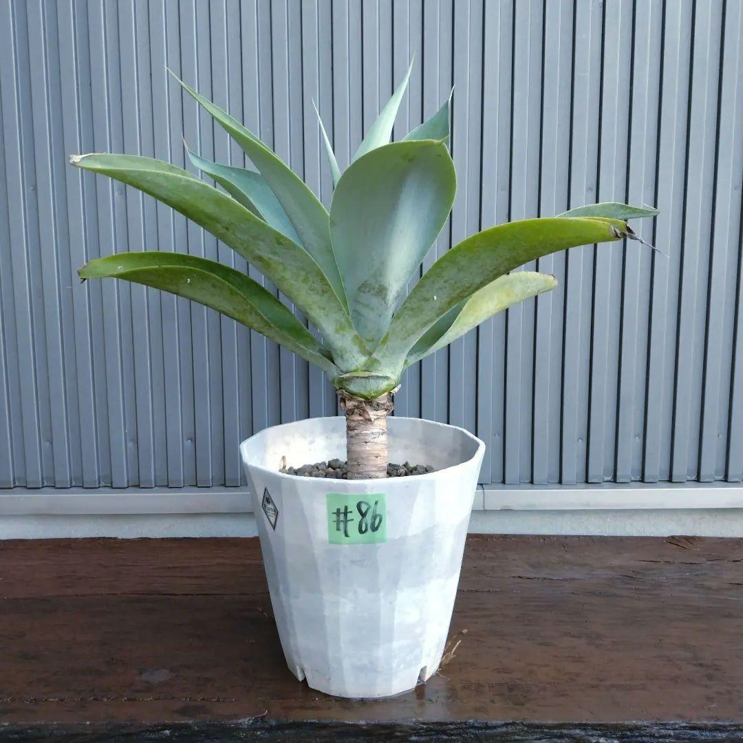 #86 アガベ アテナータ ハンチントンブルー(旧スーパーノヴァ)