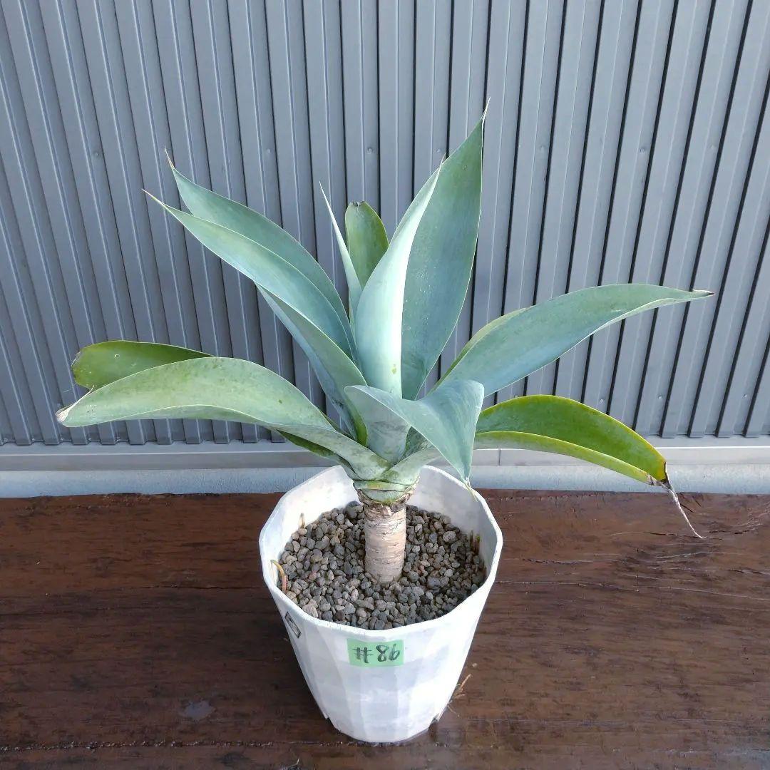 #86 アガベ アテナータ ハンチントンブルー(旧スーパーノヴァ)