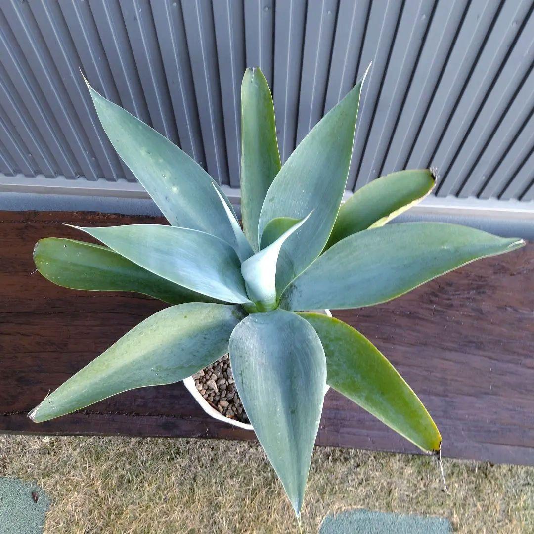 #86 アガベ アテナータ ハンチントンブルー(旧スーパーノヴァ)