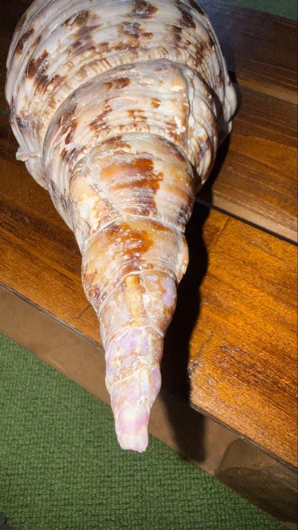 30cm 沖縄でとれた 法螺貝 置物 コレクション