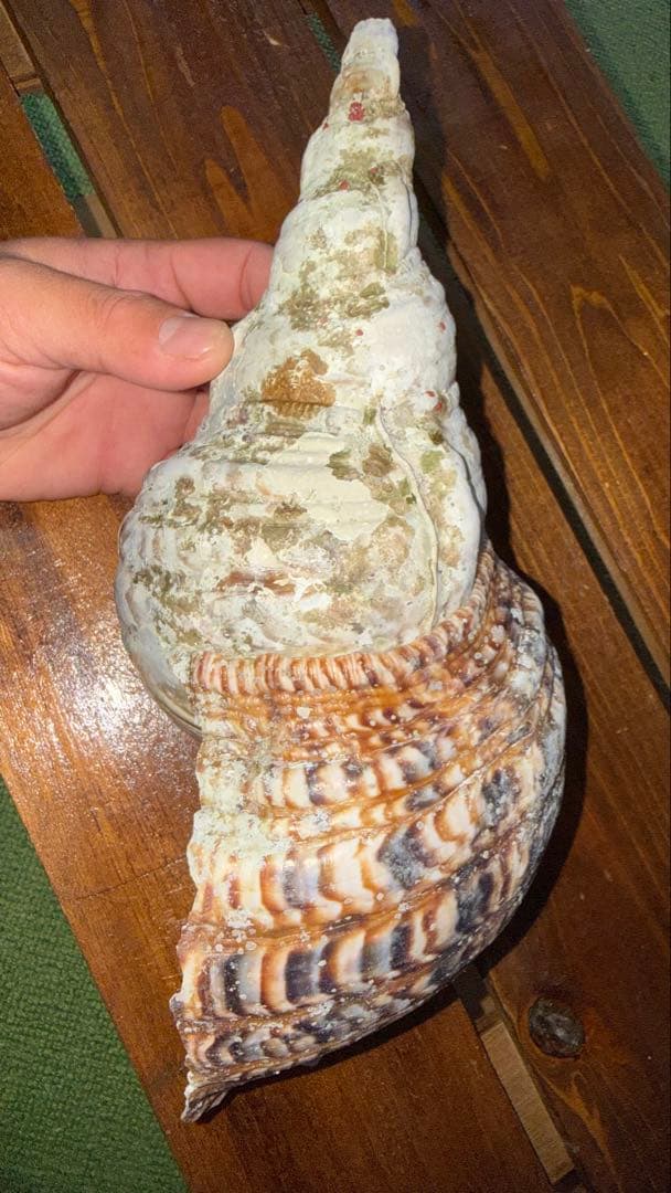 30cm 沖縄でとれた 法螺貝 置物 コレクション