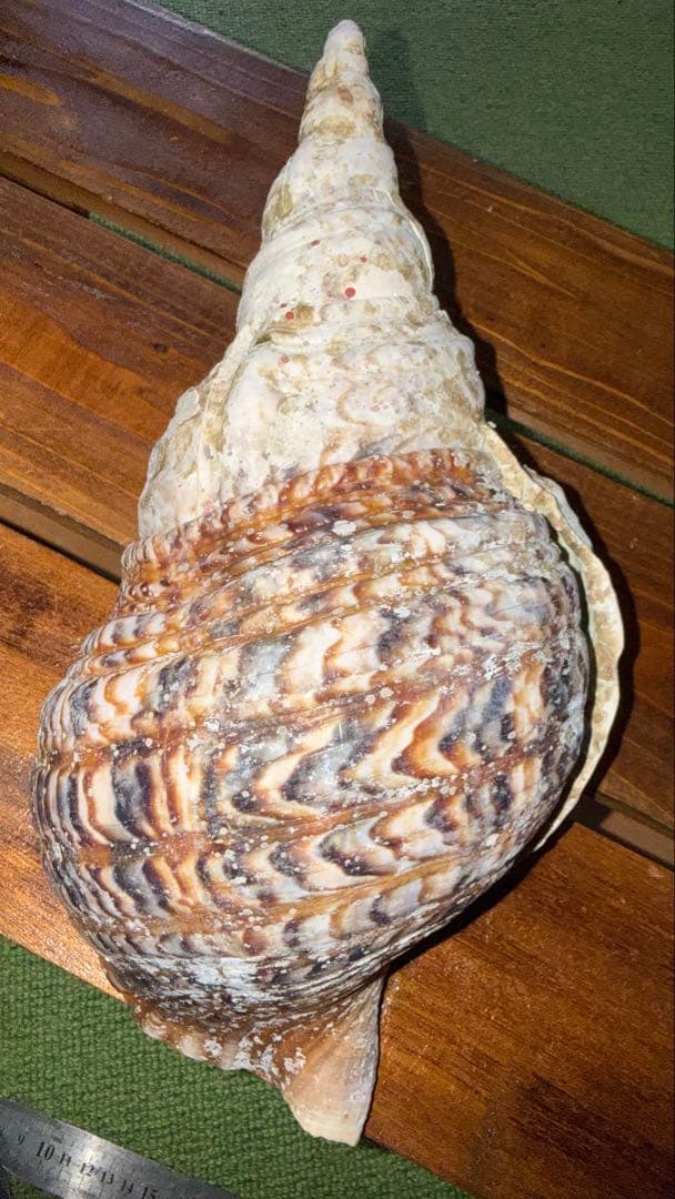 30cm 沖縄でとれた 法螺貝 置物 コレクション