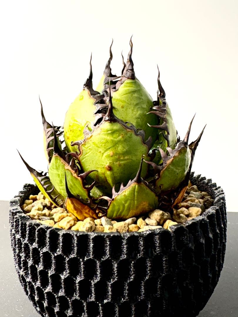 【SSS級、コレクション】アガベ　ホリダ　美株