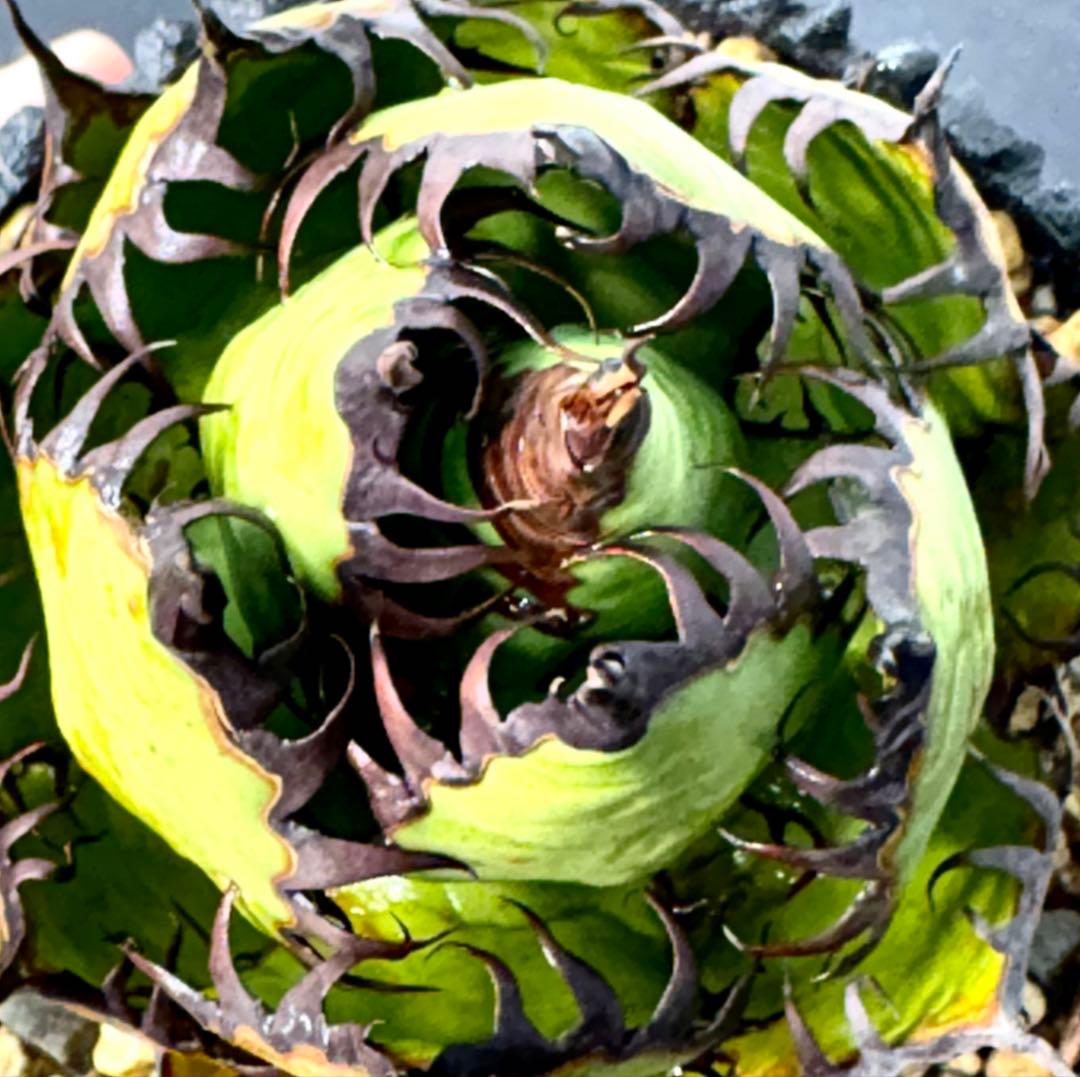 【SSS級、コレクション】アガベ　ホリダ　美株