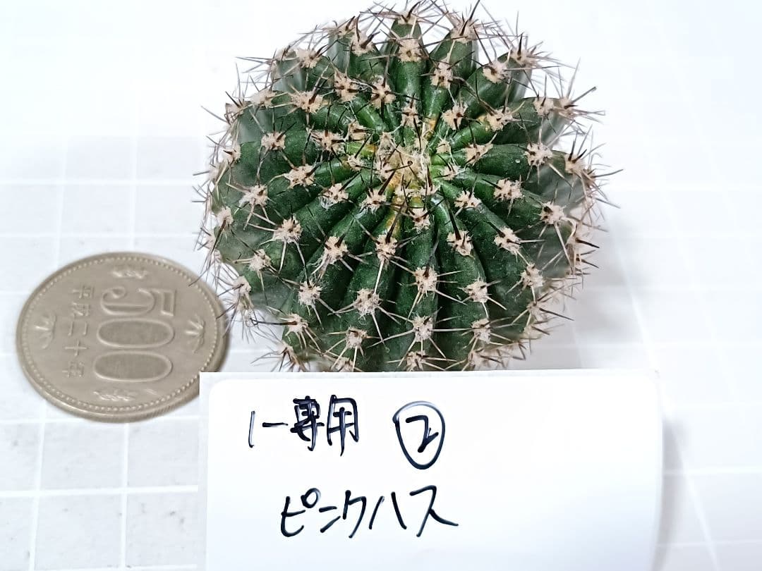 1-保護猫ファミリー商品　花サボテン