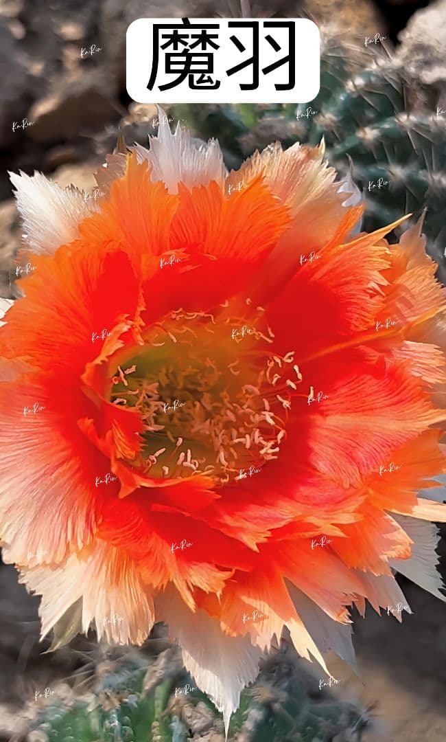 1-保護猫ファミリー商品　花サボテン