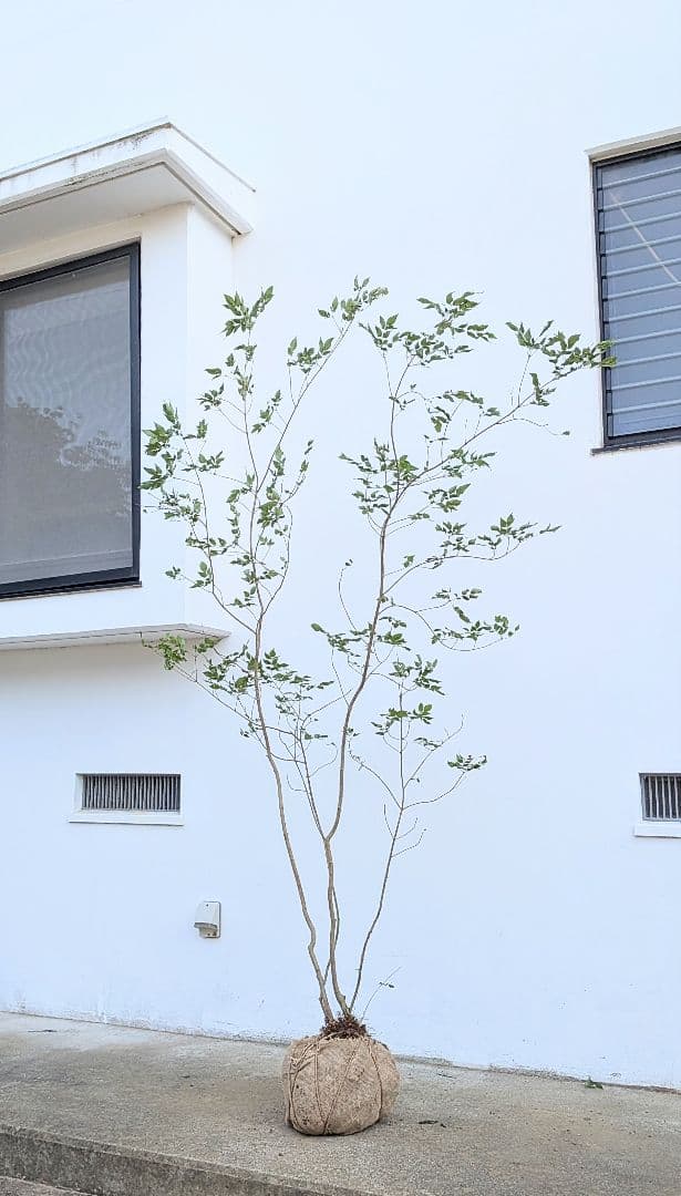 これが山採り！天然アオダモ株。