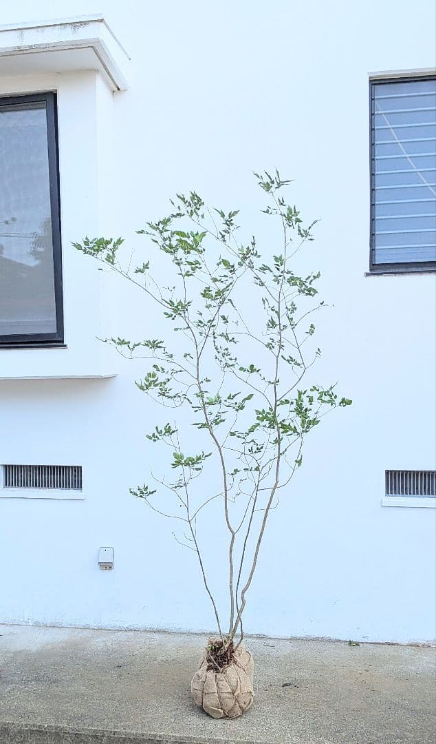 これが山採り！天然アオダモ株。