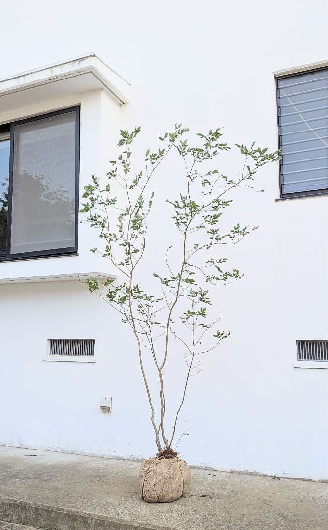 これが山採り！天然アオダモ株。