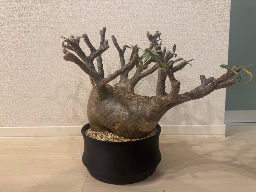 パキポディウムグラキリス　特大現地株発根済み　浅鉢付き