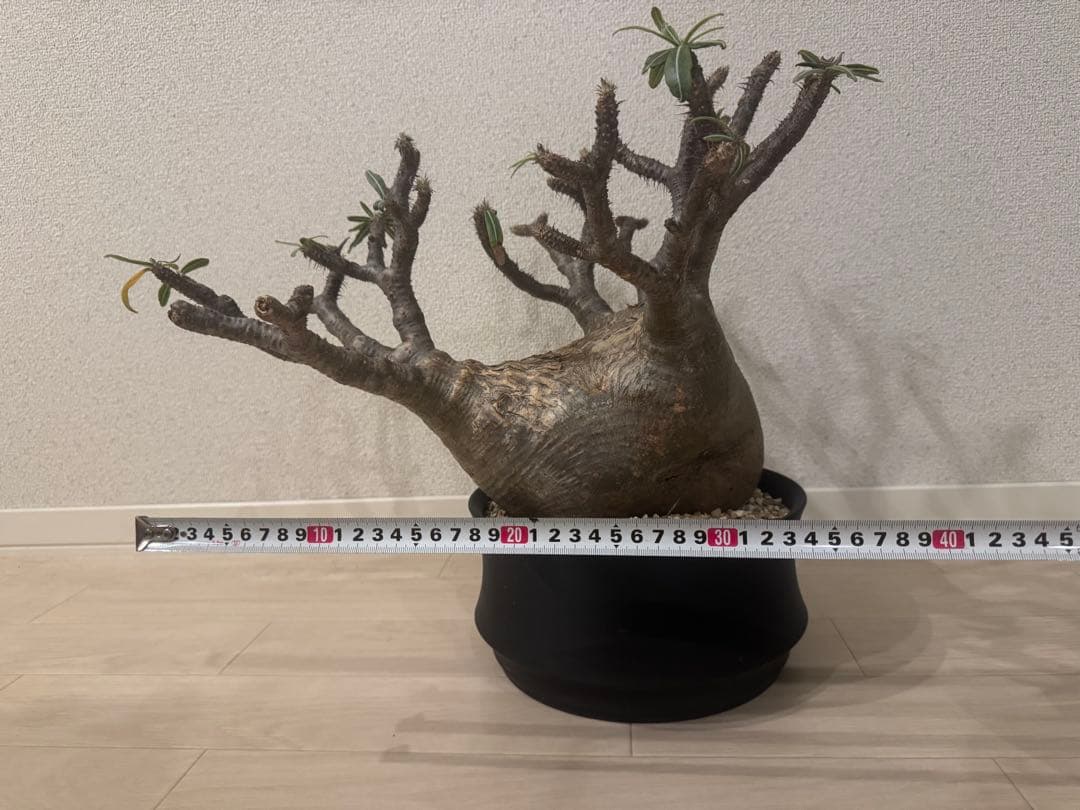 パキポディウムグラキリス　特大現地株発根済み　浅鉢付き