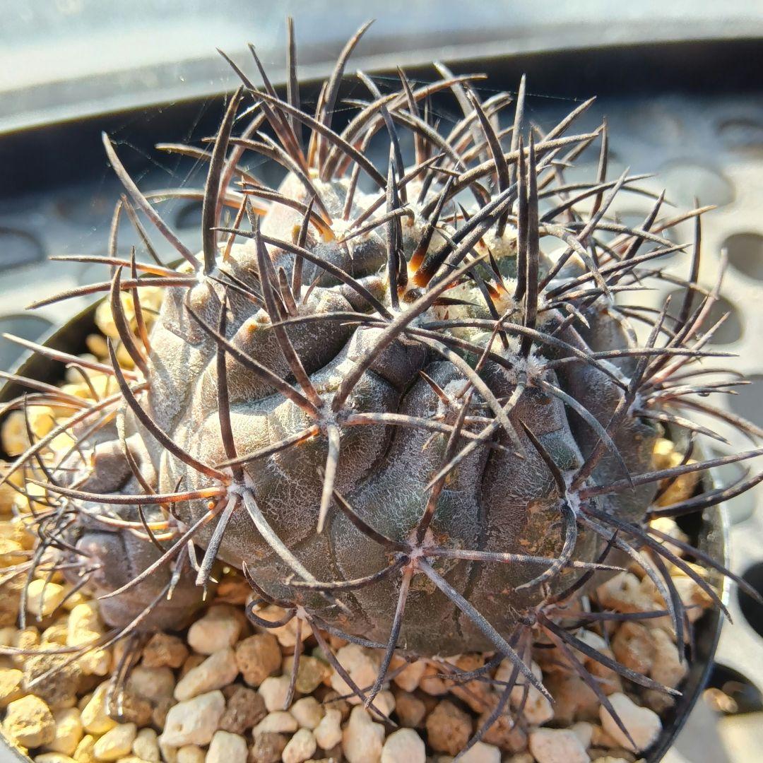 【希少2頭】グリセオビオラセア②栗星玉自根ダブルヘッド国内繁殖苗コピアポア