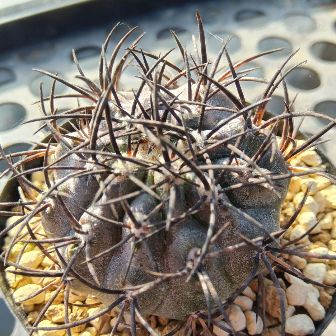 【希少2頭】グリセオビオラセア②栗星玉自根ダブルヘッド国内繁殖苗コピアポア