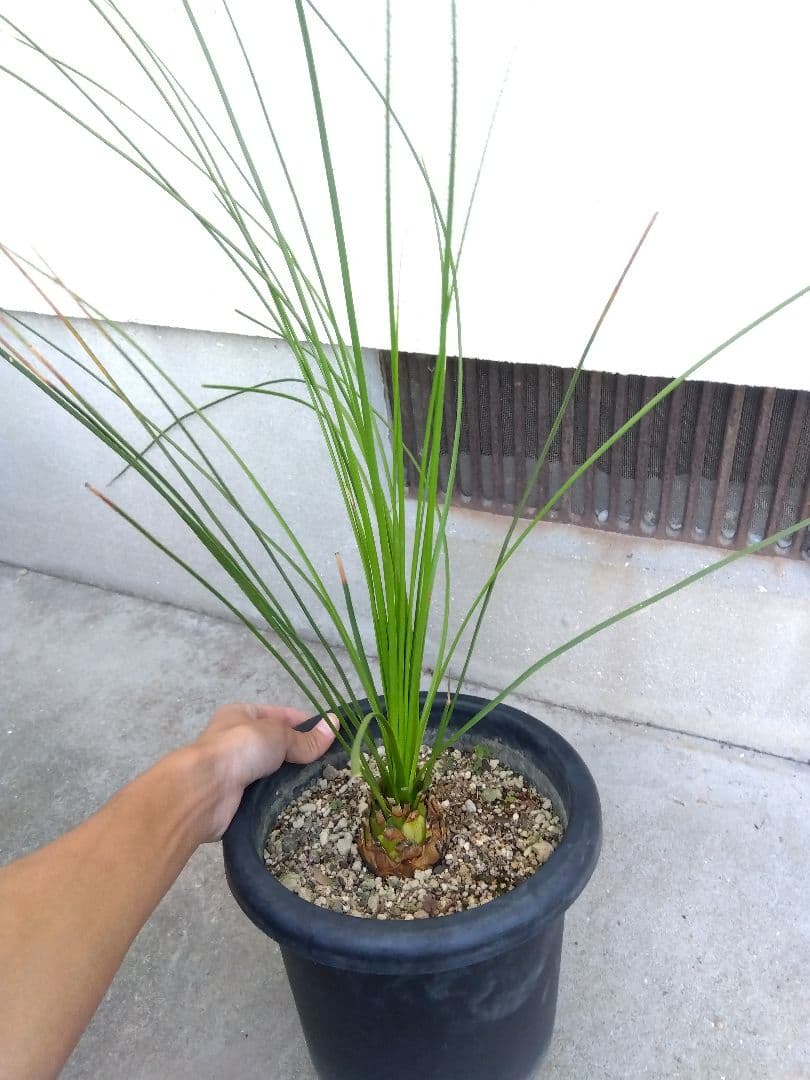 ダシリリオン　ロンギシマム　8号鉢つき