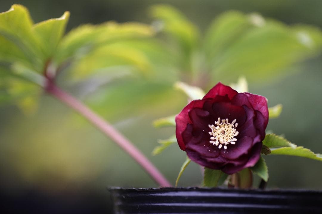 クリスマスローズ 開花株 SDイリュージョン×極小輪蜃気楼