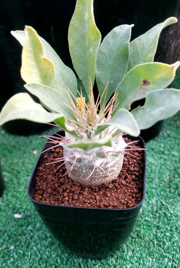 パキポディウム　ナマクアナム　光堂実生