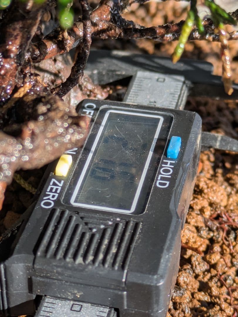 盆栽素材　真柏8 成長中♥