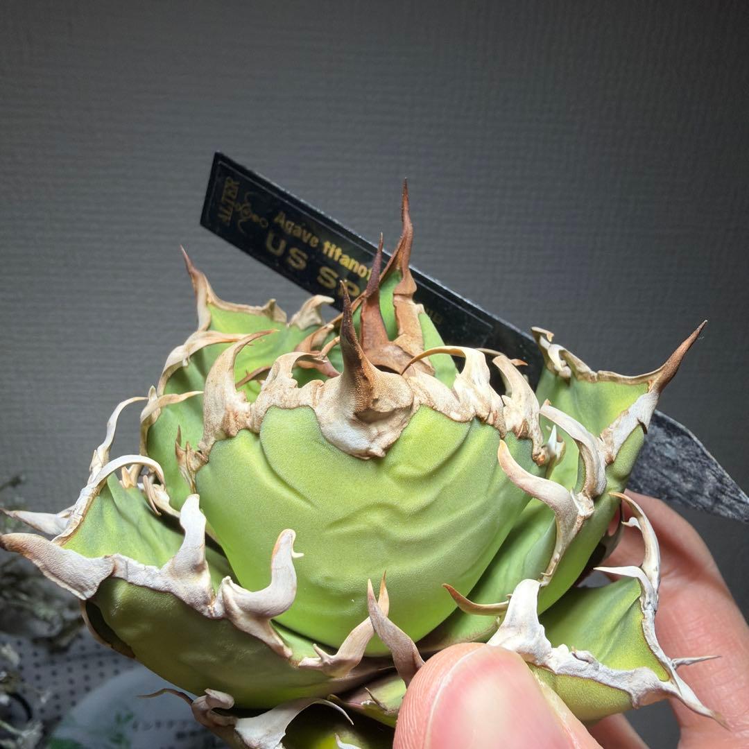 アガベチタノタ　US_SPEICAL 親株出品　タグ付き　オルタさん苗　激レア