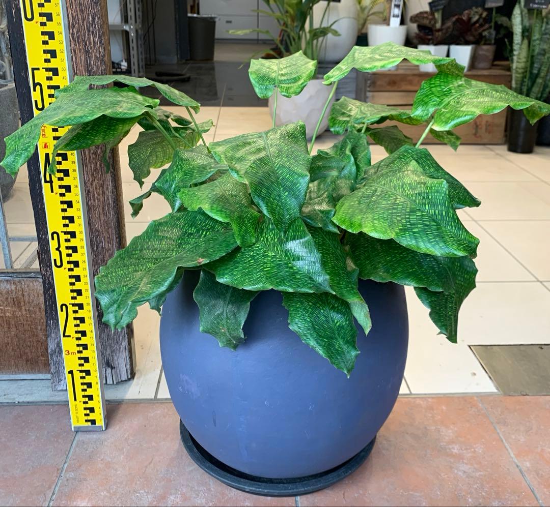 カラテア ムサイカ モザイク ファイバー鉢 お皿付き